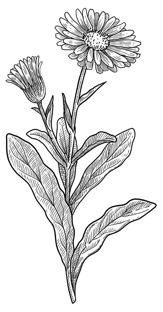Calendula Wildplukwandeling cadeaubon