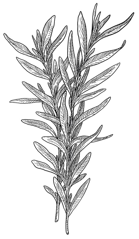 dragon - BUIT eetbare natuur