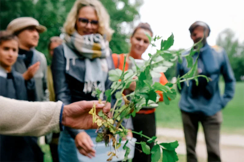 eetbare planten plukken