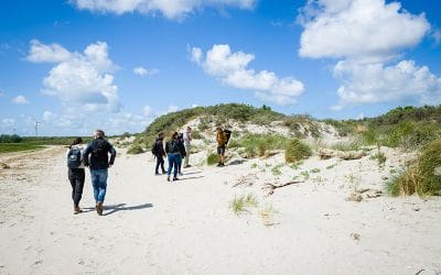 Wildplukken langs de Nederlandse kust: eetbare planten, zeekraal en zeewier