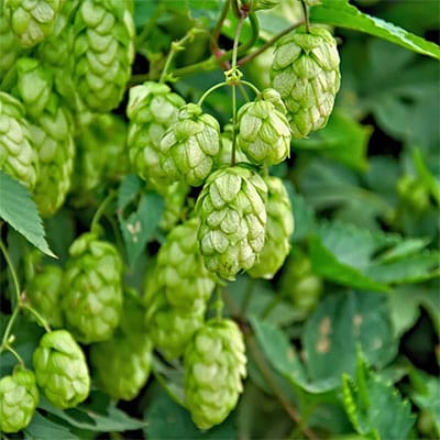 Hop