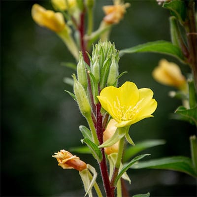 Teunisbloem