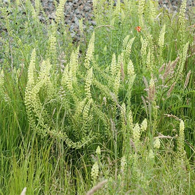 wilde reseda