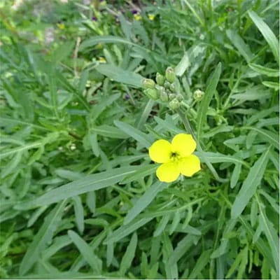 zandkool, rucola